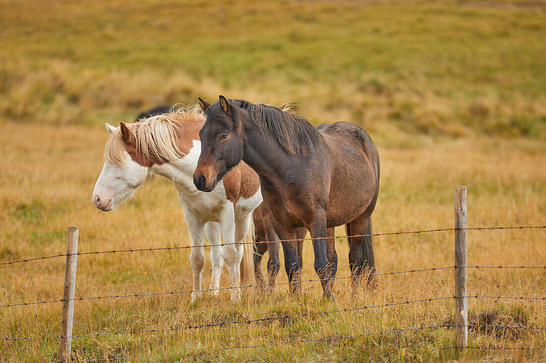 Isländische Ponys stehen nebeneinander hinter einem Zaun auf einer Grasweide in der Nähe von Stykkisholmur, Halbinsel Snaefellsnes, Island; Island