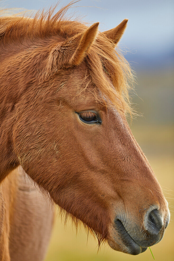 Porträt eines Islandponys, in der Nähe von Stykkisholmur, Halbinsel Snaefellsnes, Island; Island