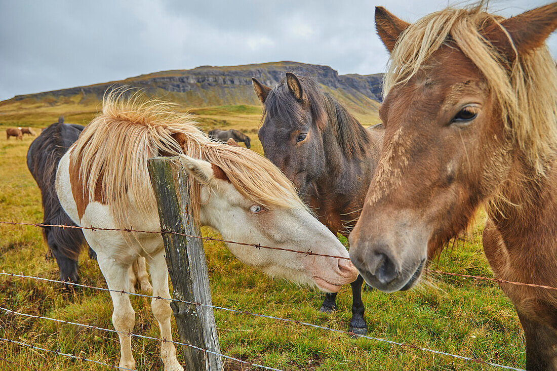 Islandponys stehen zusammen hinter einem Zaun auf einer Grasweide in der Nähe von Stykkisholmur, Halbinsel Snaefellsnes, Island; Island
