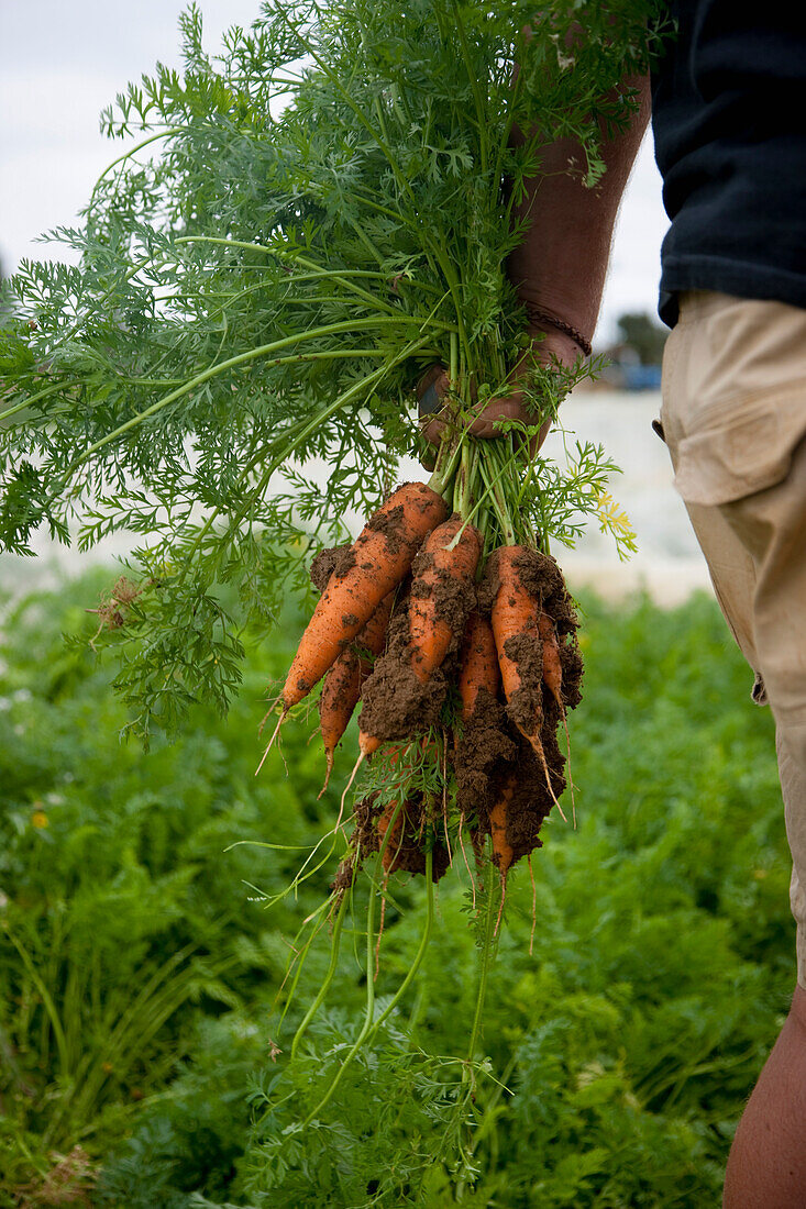 Nahaufnahme eines Landwirts, der ein Bündel Karotten in der Hand hält, die mit Erde bedeckt sind