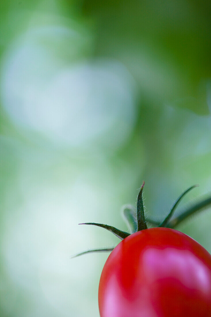 Extreme close up of a tomato on the vine