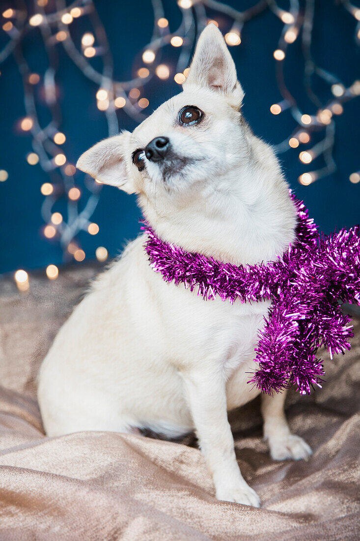 Dog Wearing Christmas Tinsel