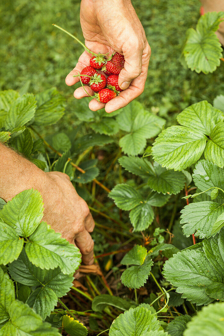 Mann pflückt Erdbeeren, Nahaufnahme