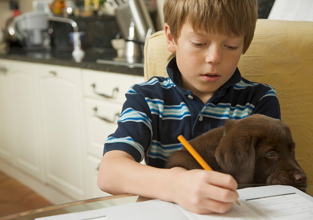 Junge macht seine Hausaufgaben mit einem Schokoladen-Labradorwelpen auf dem Schoß