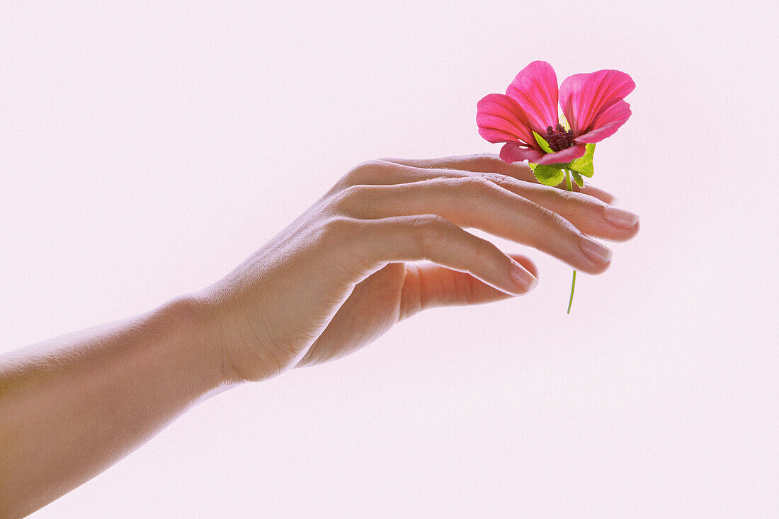 Woman's Hand Holding Pink Flower