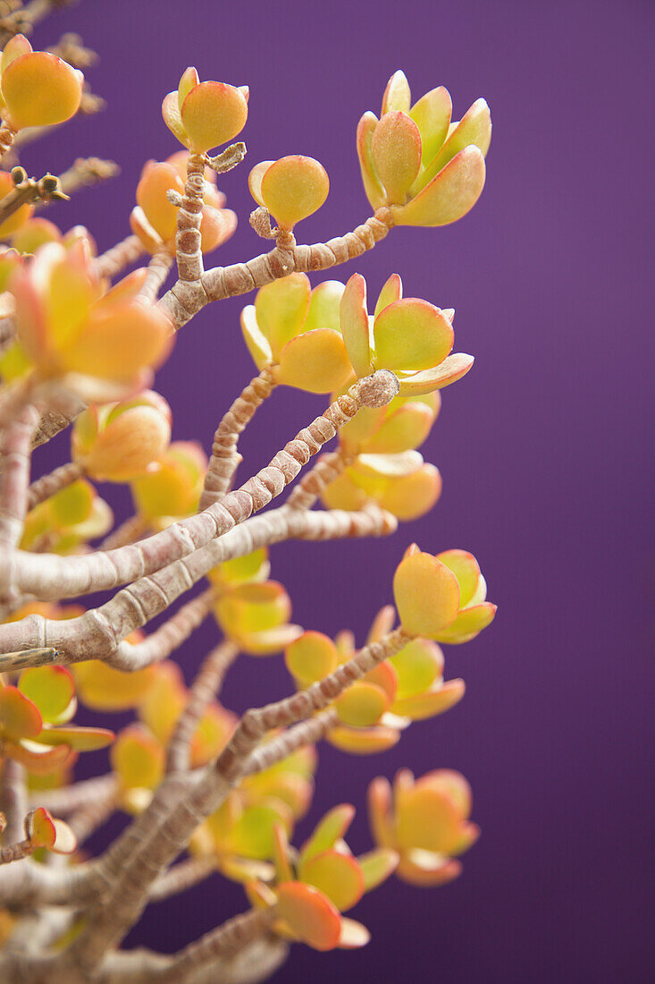 Succulent Plant, Close-up view