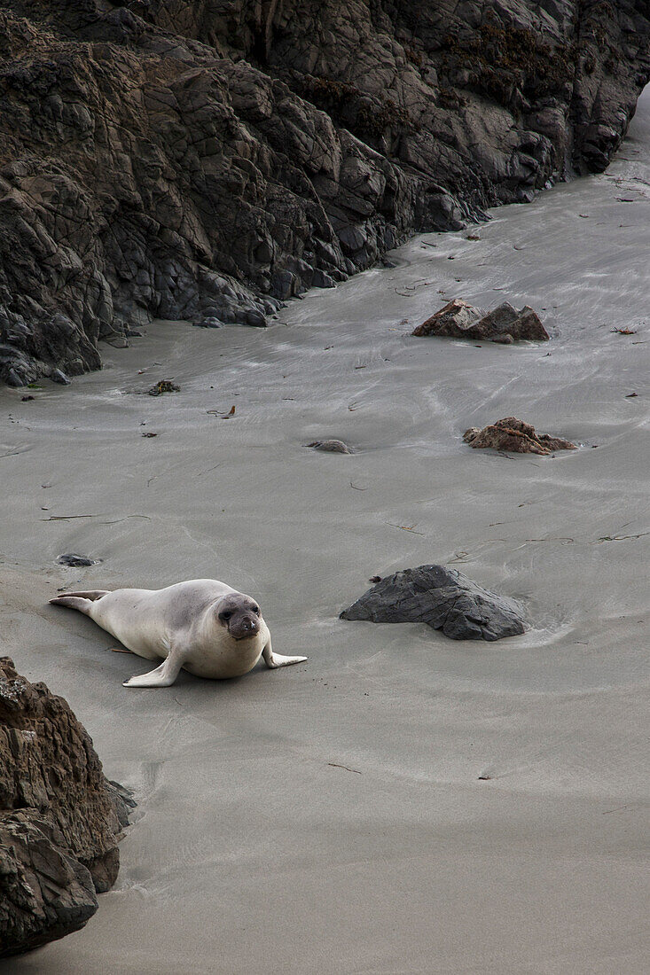 Kalifornischer Seelöwe am Strand