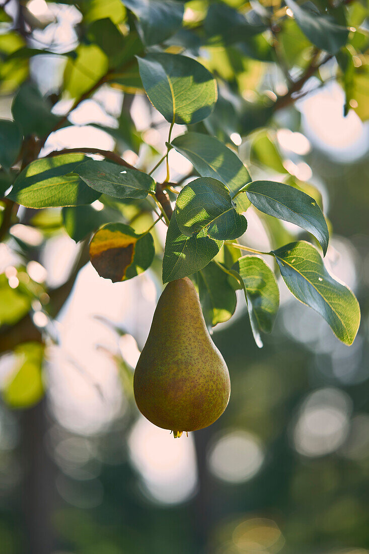 Ripe green Williams pear growing on sunny branch
