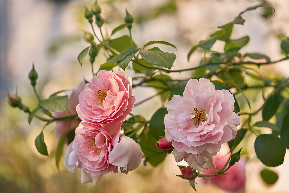 Zartrosa blühende Rosen auf Sommerzweigen im Garten