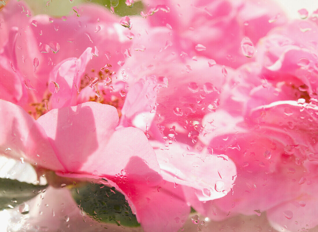 Extreme close up of a pink camelia blossom with rain drops