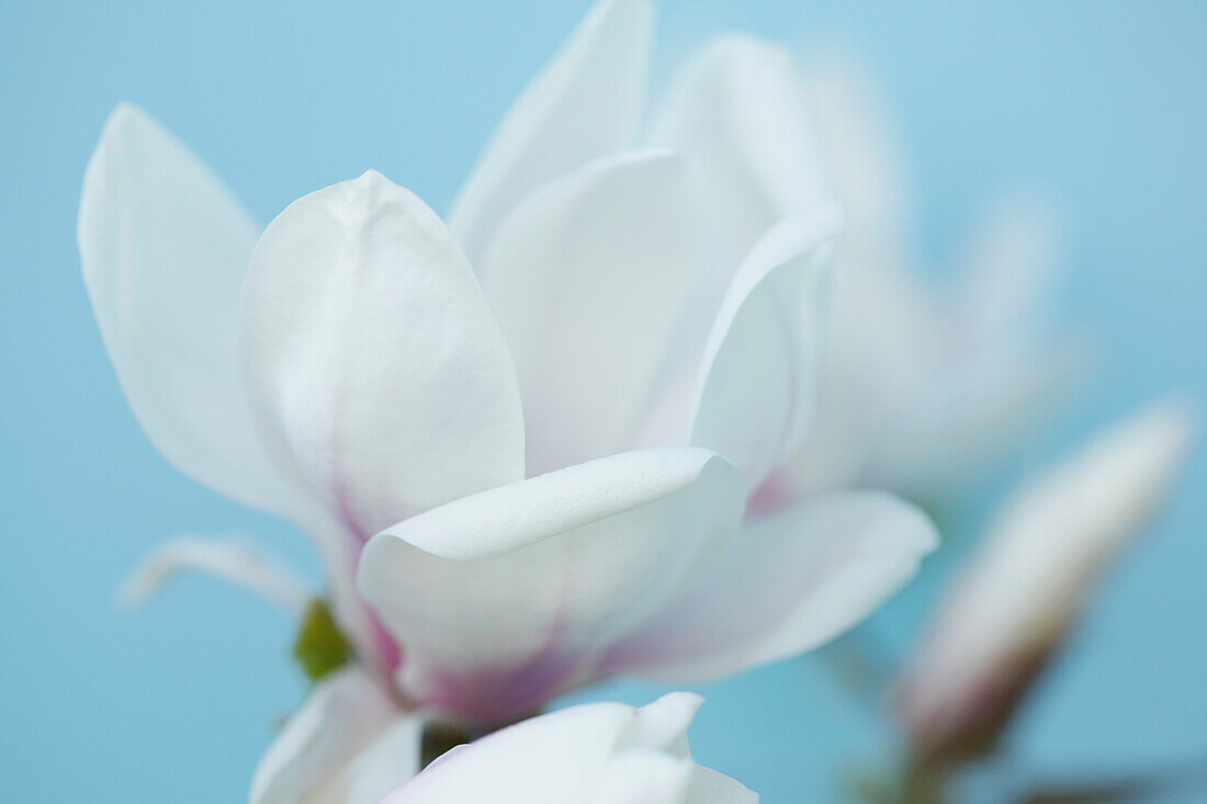 Nahaufnahme einer Magnolienblüte