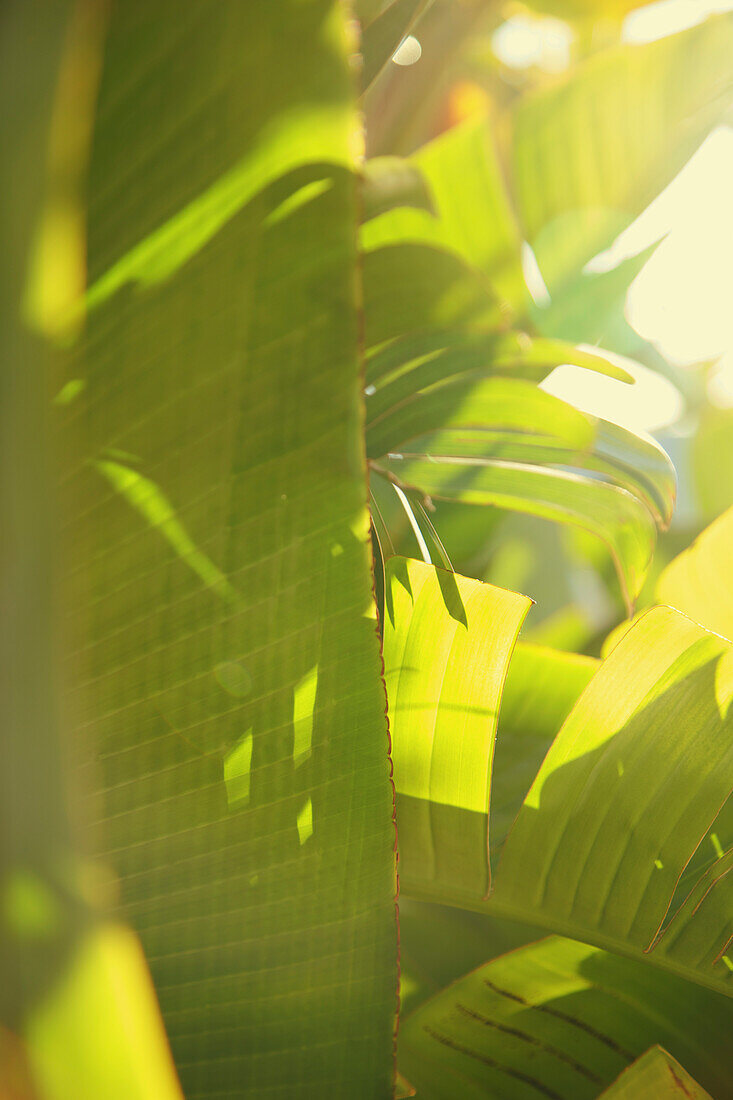 Close up of Palm Leaves