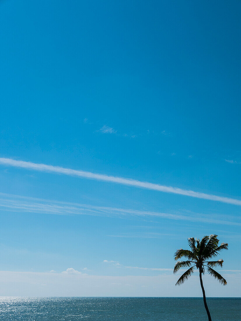Palme, Meer und blauer Himmel