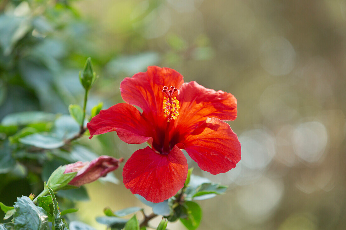 Close up beautiful red hibiscus flower in bloom