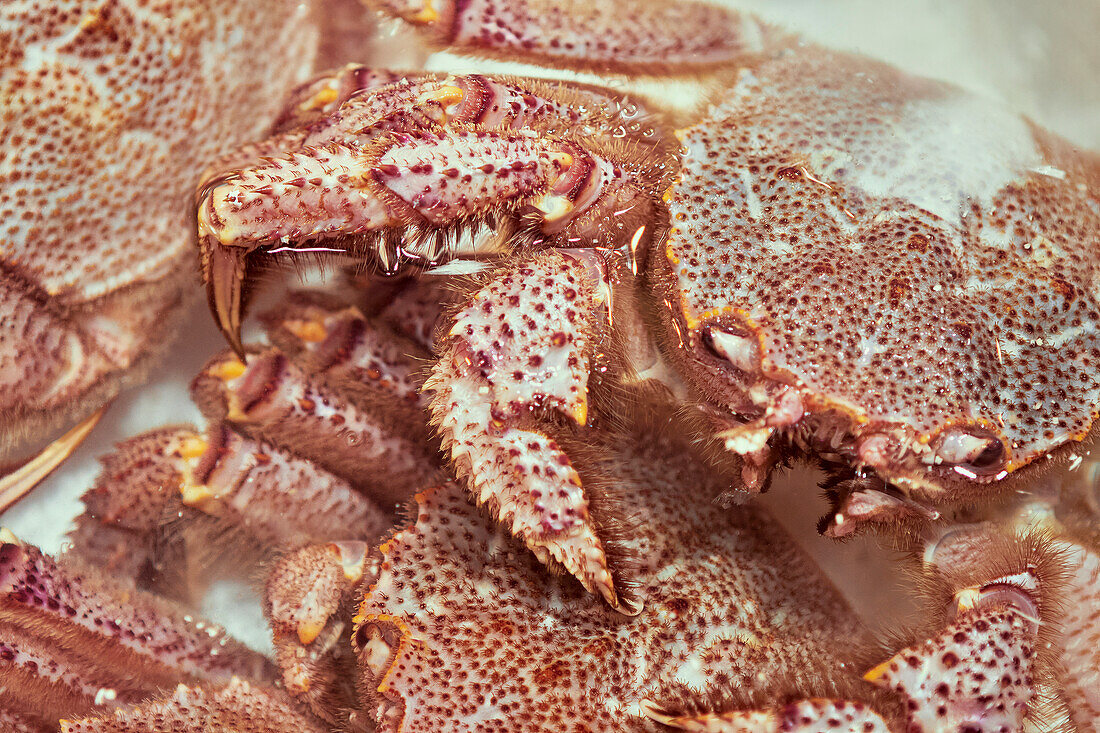 Close up spiny crab