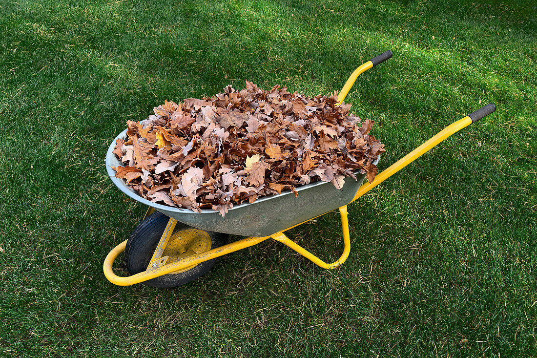 Haufen von Herbstblättern in Schubkarre im Gras