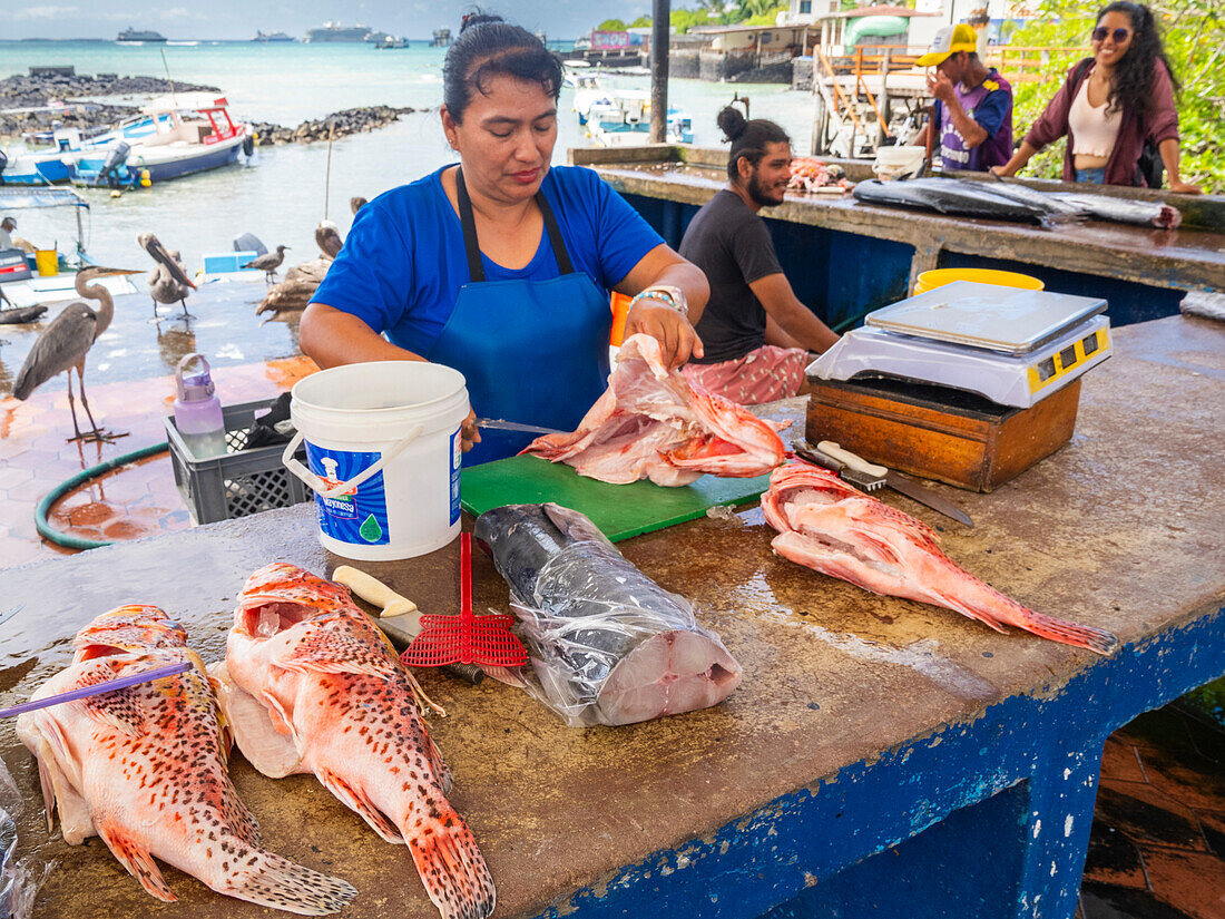 Eine Frau bei der Zubereitung von Fisch auf dem Fischmarkt in Puerto Azorra, Santa Cruz Island, Galapagos-Inseln, UNESCO-Welterbe, Ecuador, Südamerika