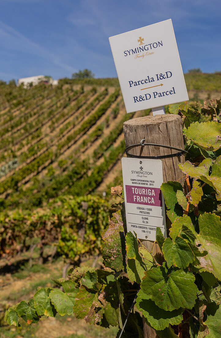 Weinberge und Weingüter für Portwein im Douro-Tal in Pinhao, Porto, Portugal, Europa