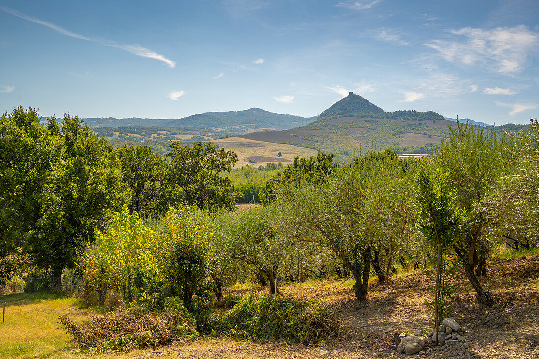 Blick auf Olivenbäume und Landschaft in Richtung San Leo, Provinz San Rimini, Emilia-Romagna, Italien, Europa