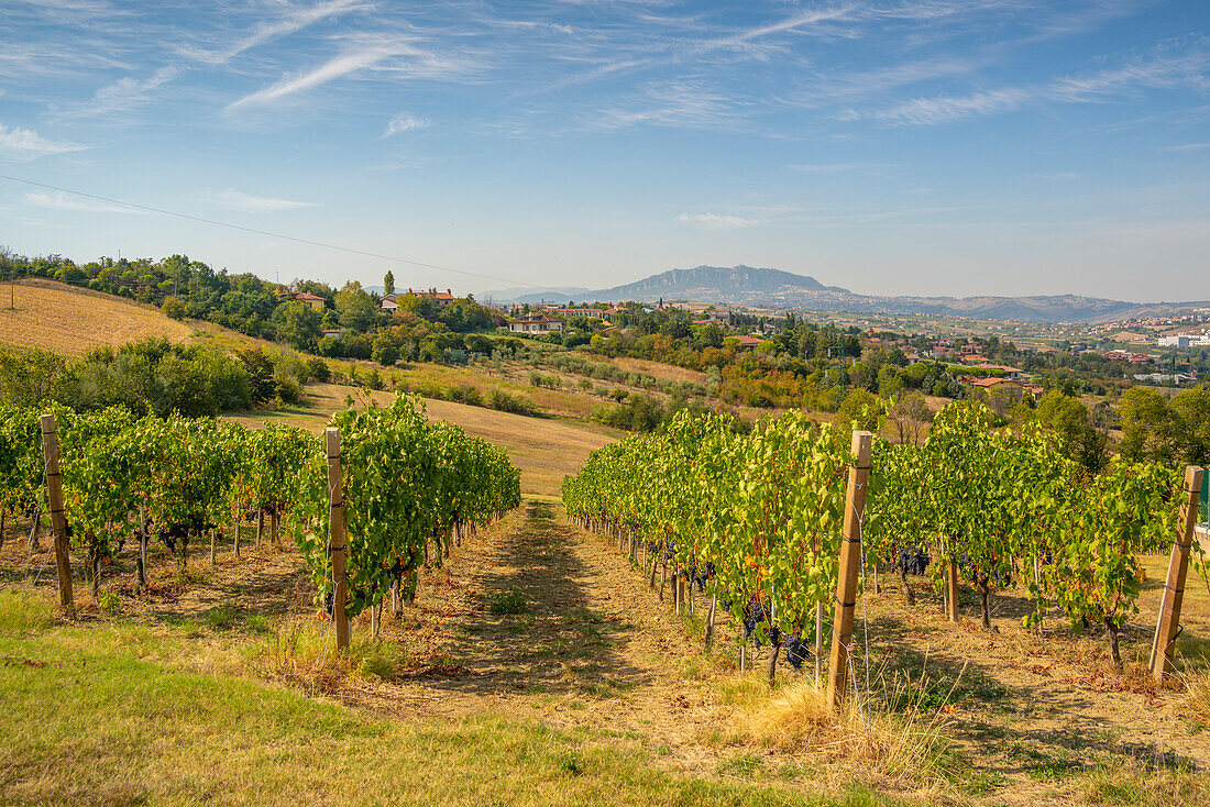 Blick auf einen Weinberg bei Torraccia und San Marino im Hintergrund, San Marino, Italien, Europa