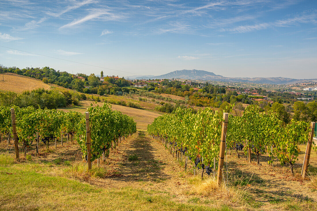 View of vineyard near Torraccia and San Marino in background, San Marino, Italy, Europe