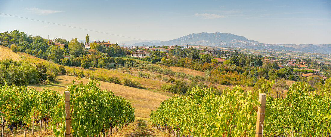 Blick auf einen Weinberg bei Torraccia und San Marino im Hintergrund, San Marino, Italien, Europa