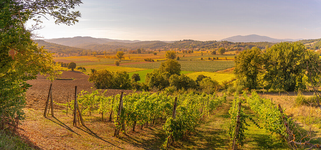 Blick auf Weinberge und Landschaft bei Monterchi, Provinz Arezzo, Toskana, Italien, Europa