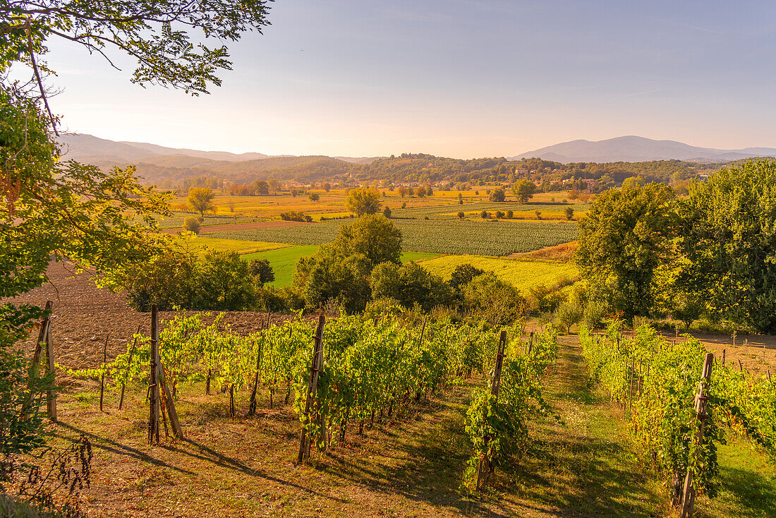 Blick auf Weinberge und Landschaft bei Monterchi, Provinz Arezzo, Toskana, Italien, Europa