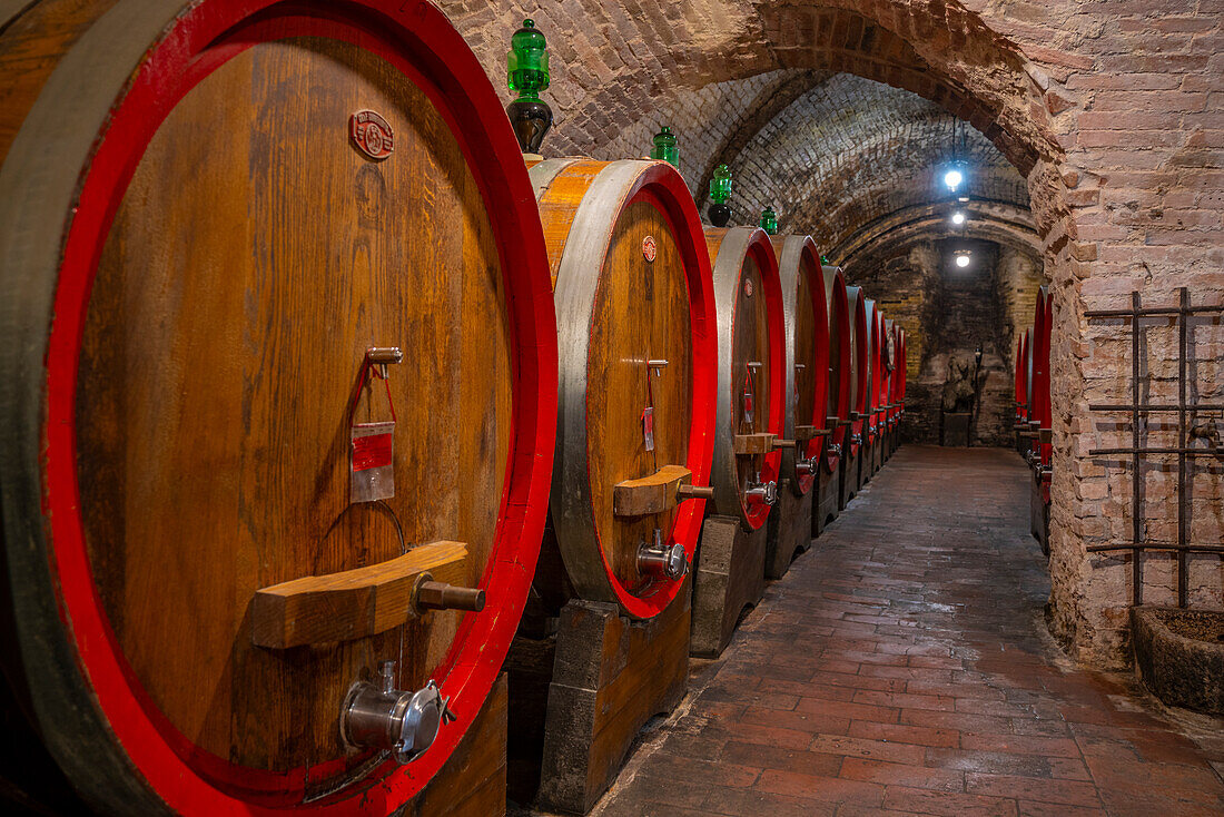 View of wine barrels in cellar at Cantina Ercolani, wine shop and museum in Montepulciano, Montepulciano, Province of Siena, Tuscany, Italy, Europe