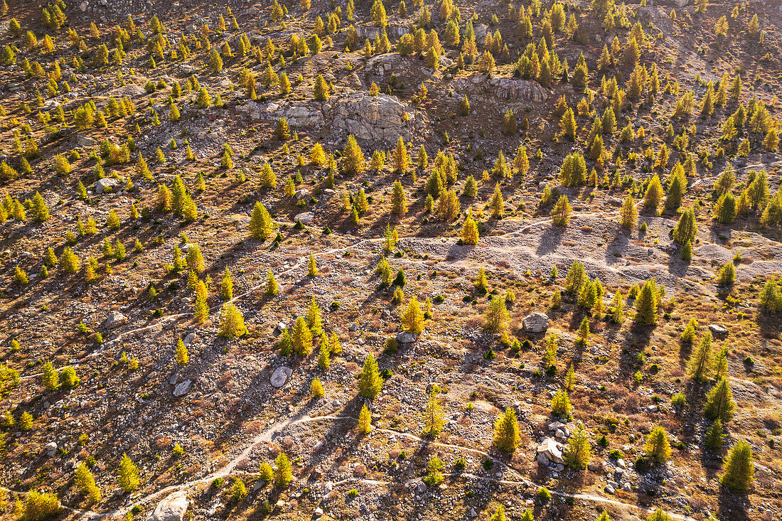 Aerial view of a larch wood in autumn color, Switzerland, Europe