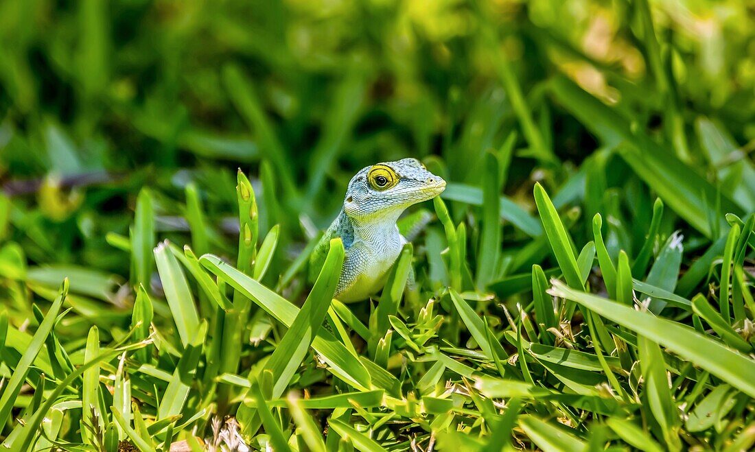 Antiguan Anole lizard (Anolis Leachii) in Bermuda, Atlantic, North America