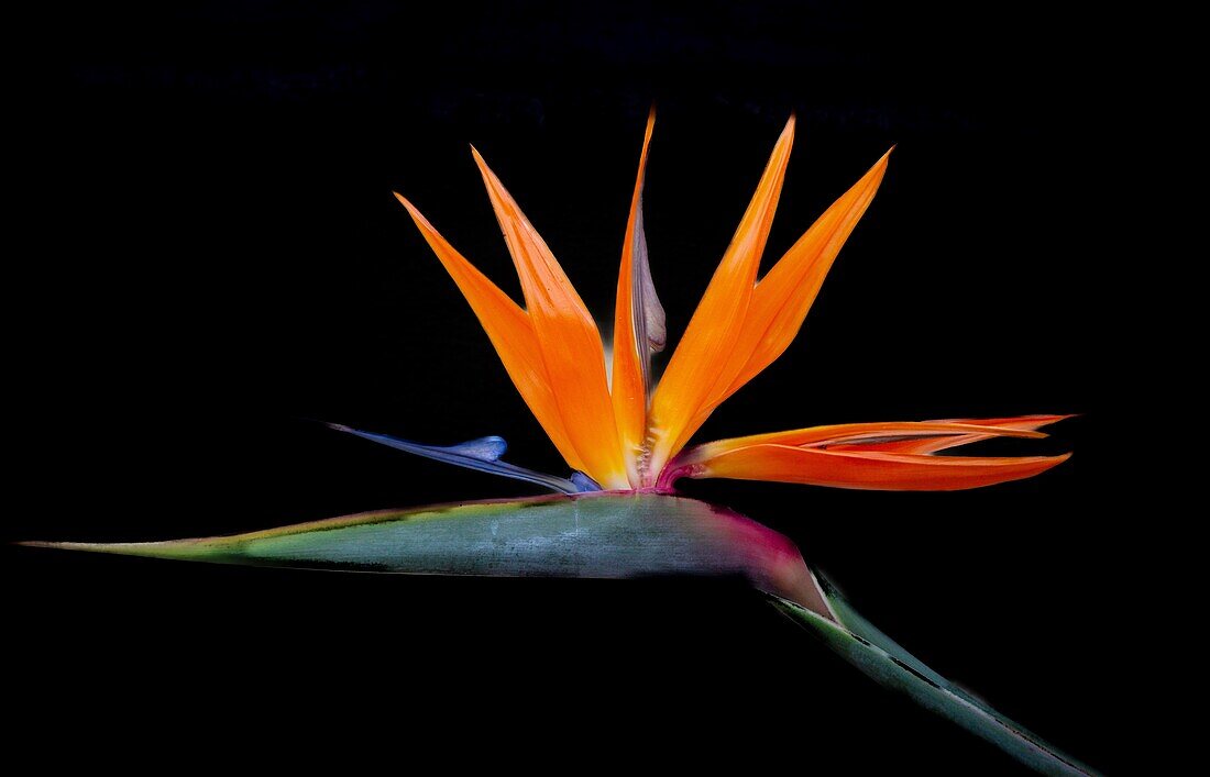 Paradiesvogelblume (Strelitzia Reginae), eine mehrjährige Pflanze, die über 3 m hoch werden kann und aus Südafrika, Bermuda, Nordamerika stammt