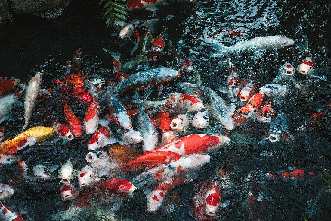 Bunte Koi-Fische im Wasser des Senso ji-Tempels, Tokio, Honshu, Japan, Asien