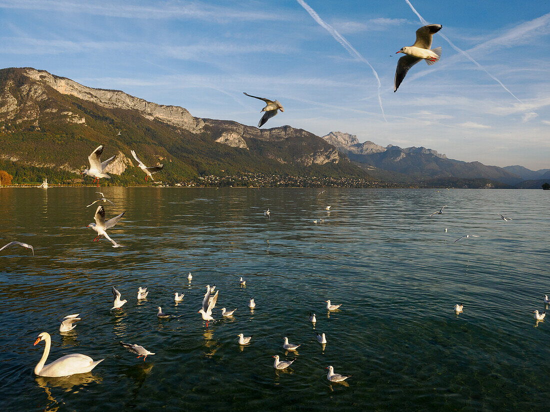 Schwäne und Möwen auf der Seepromenade von Annecy, Annecy, Haute-Savoie, Frankreich, Europa