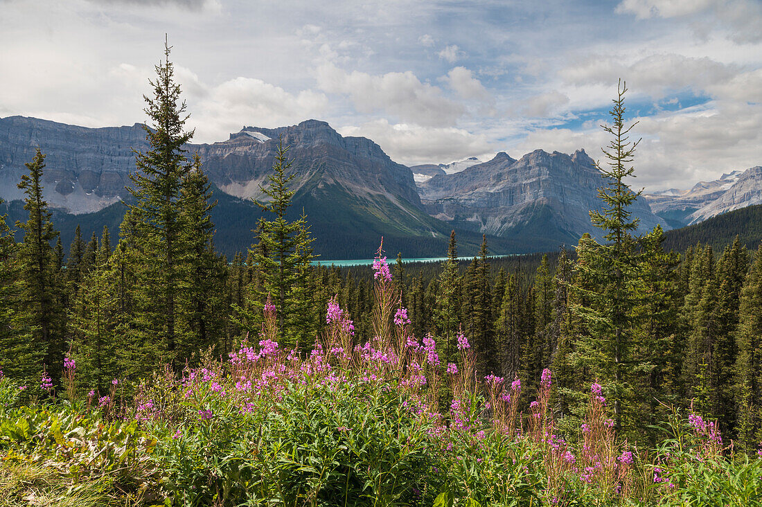 Wildblumen, Weidenröschen in der Nähe des Bow Lake, Icefields Parkway, Banff National Park, UNESCO-Weltkulturerbe, Kanadische Rocky Mountains, Alberta, Kanada, Nordamerika