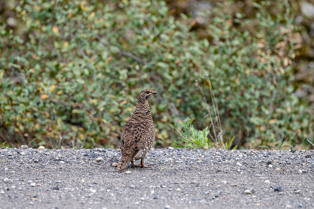 Spruce Grouse (Canachites canadensis) in dense Canadian wilderness, Canadian Rocky Mountains, Alberta, Canada, North America