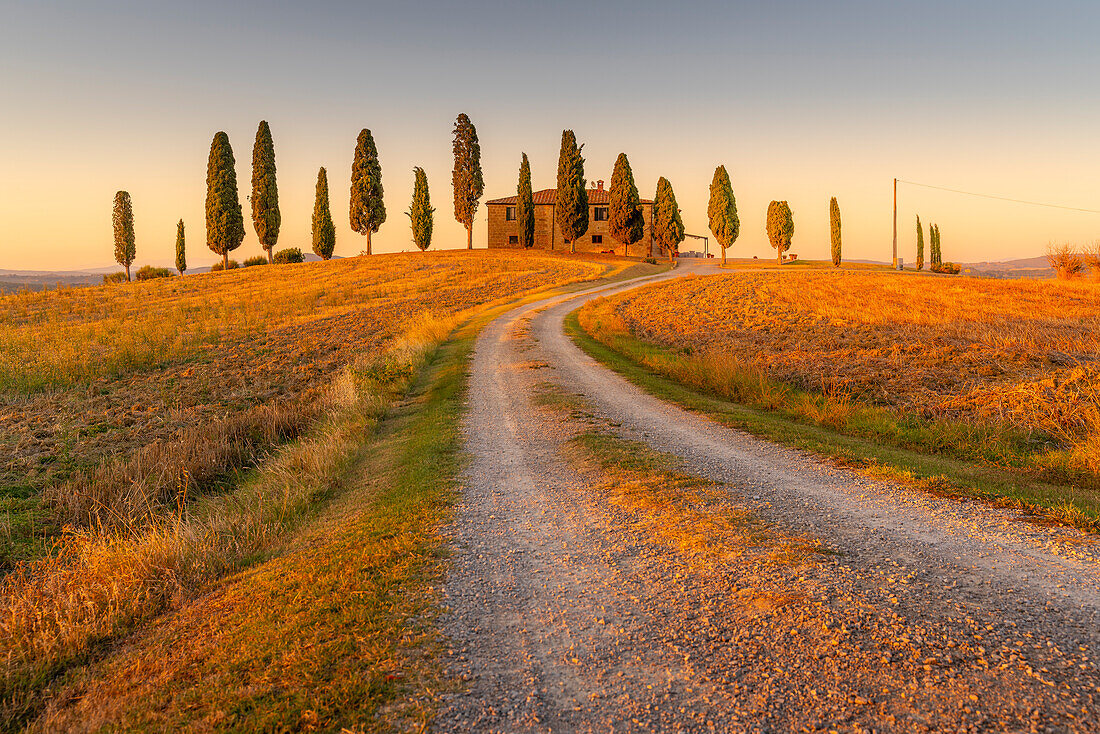 View of cypress trees in landscape near Pienza, Val d'Orcia, UNESCO World Heritage Site, Province of Siena, Tuscany, Italy, Europe