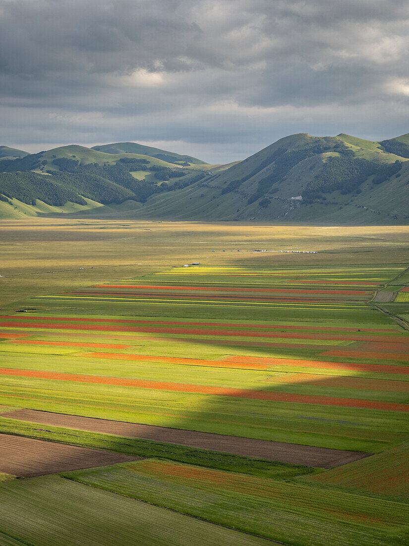 Blooming flowers and lentils on the Piano Grande, Monti Sibillini National Park, Castelluccio di Norcia, Perugia, Italy, Europe