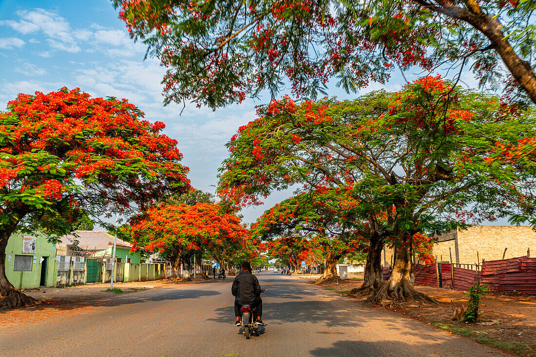 Beautiful blooming trees in Luena, Moxico, Angola, Africa