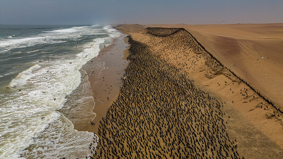 Luftaufnahme einer großen Anzahl von Kormoranen auf den Sanddünen entlang der Atlantikküste, Namibe (Namib) Wüste, Iona National Park, Namibe, Angola, Afrika