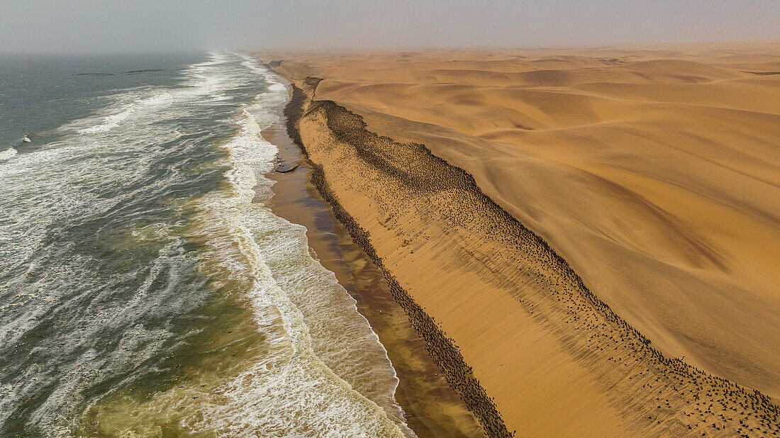 Luftaufnahme einer großen Anzahl von Kormoranen auf den Sanddünen entlang der Atlantikküste, Namibe (Namib) Wüste, Iona National Park, Namibe, Angola, Afrika
