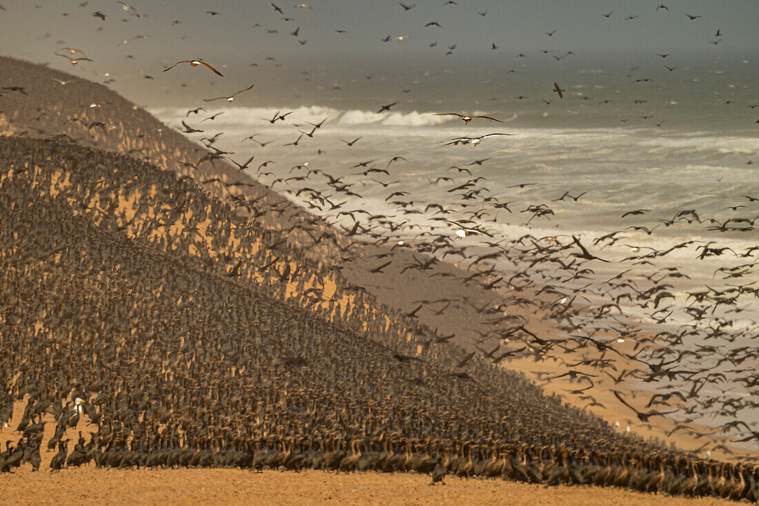 Kormorane in großer Zahl auf den Sanddünen entlang der Atlantikküste, Namibe (Namib)-Wüste, Iona-Nationalpark, Namibe, Angola, Afrika