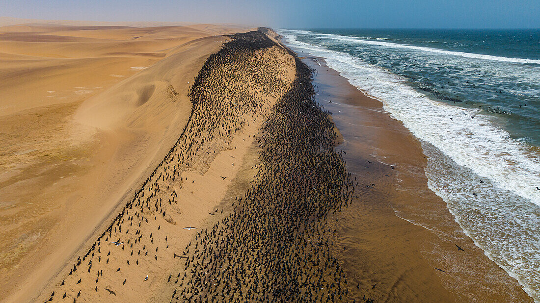 Luftaufnahme einer großen Anzahl von Kormoranen auf den Sanddünen entlang der Atlantikküste, Namibe (Namib) Wüste, Iona National Park, Namibe, Angola, Afrika