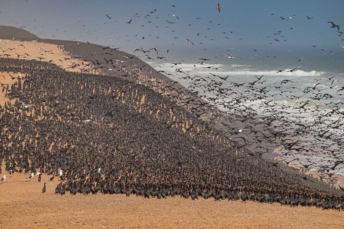 Kormorane in großer Zahl auf den Sanddünen entlang der Atlantikküste, Namibe (Namib)-Wüste, Iona-Nationalpark, Namibe, Angola, Afrika