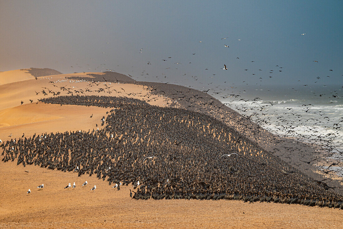 Kormorane in großer Zahl auf den Sanddünen entlang der Atlantikküste, Namibe (Namib)-Wüste, Iona-Nationalpark, Namibe, Angola, Afrika