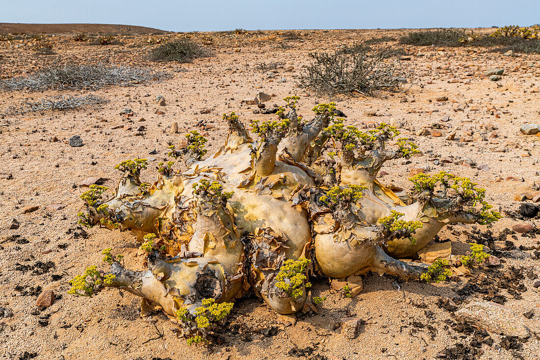 Welwitschia (Welwitschia mirabilis), Dombe Grande, Namibe, Angola, Africa