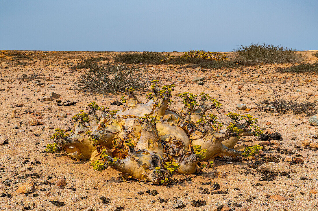 Welwitschia (Welwitschia mirabilis), Dombe Grande, Namibre, Angola, Africa