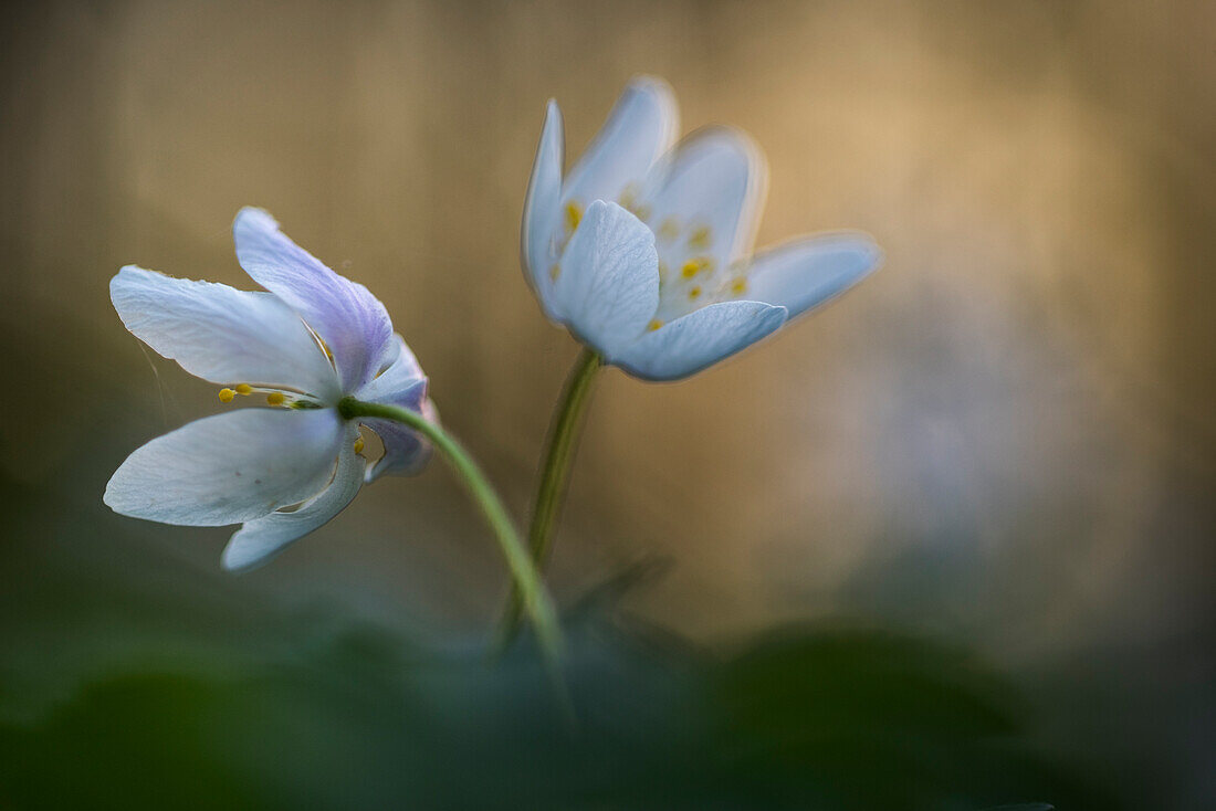 Buschwindröschen (Anemone nemorosa), blühend, Vereinigtes Königreich, Europa