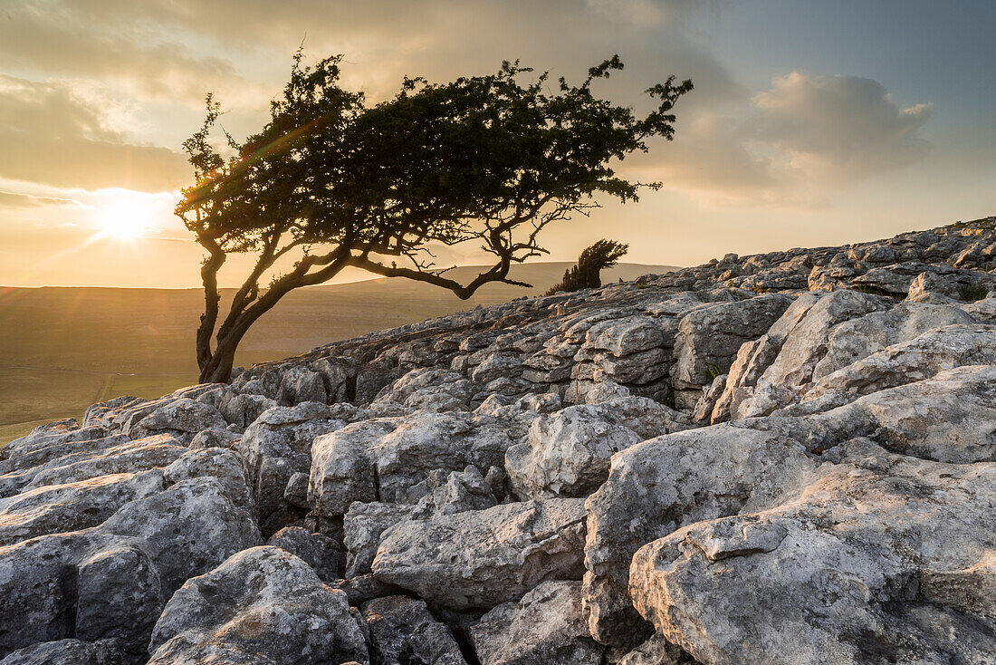 Kalksteinpflaster und windgebeugter Weißdornbaum, Twisleton Scar, Abendsonne im Sommer, Yorkshire Dales National Park, Yorkshire, England, Vereinigtes Königreich, Europa