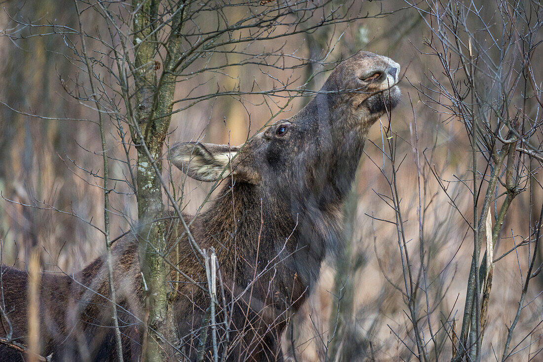 Elch (Alces alces), Fütterung im Sumpf, Biebrza-Nationalpark, Polen, Europa